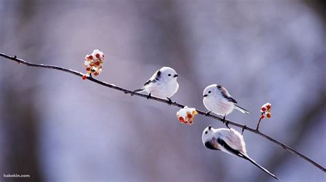 小鳥花